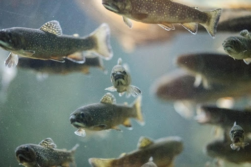 Trout fish swimming in a pond