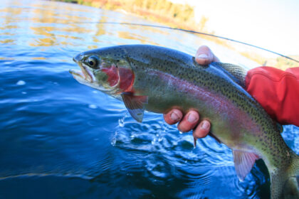 Rainbow Trout caught on a river