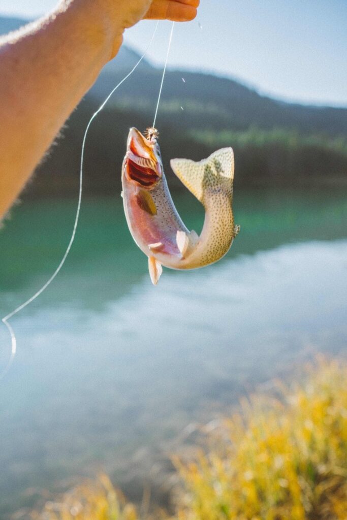 How to Trout Fish — The Basics for Beginners - HowToTroutFish.com