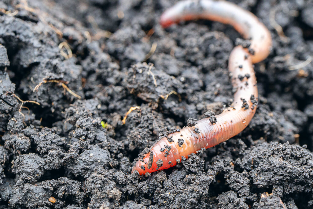A close up of an earthworm. One of the rainbow trout's favorite foods.
