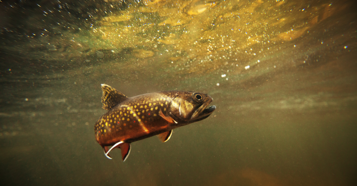 A brook trout found in a stream