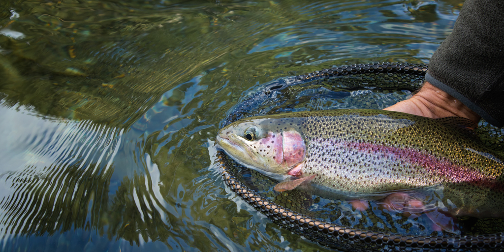 Man catching a trout fish. Shows how to trout fish.