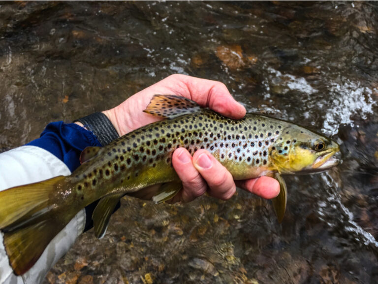 Trout Limit North Carolina