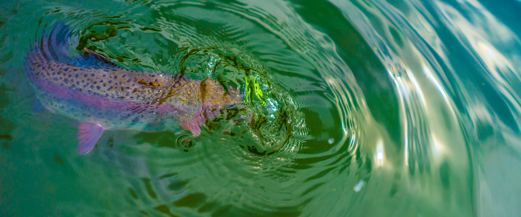 Rainbow Trout in Clear Water