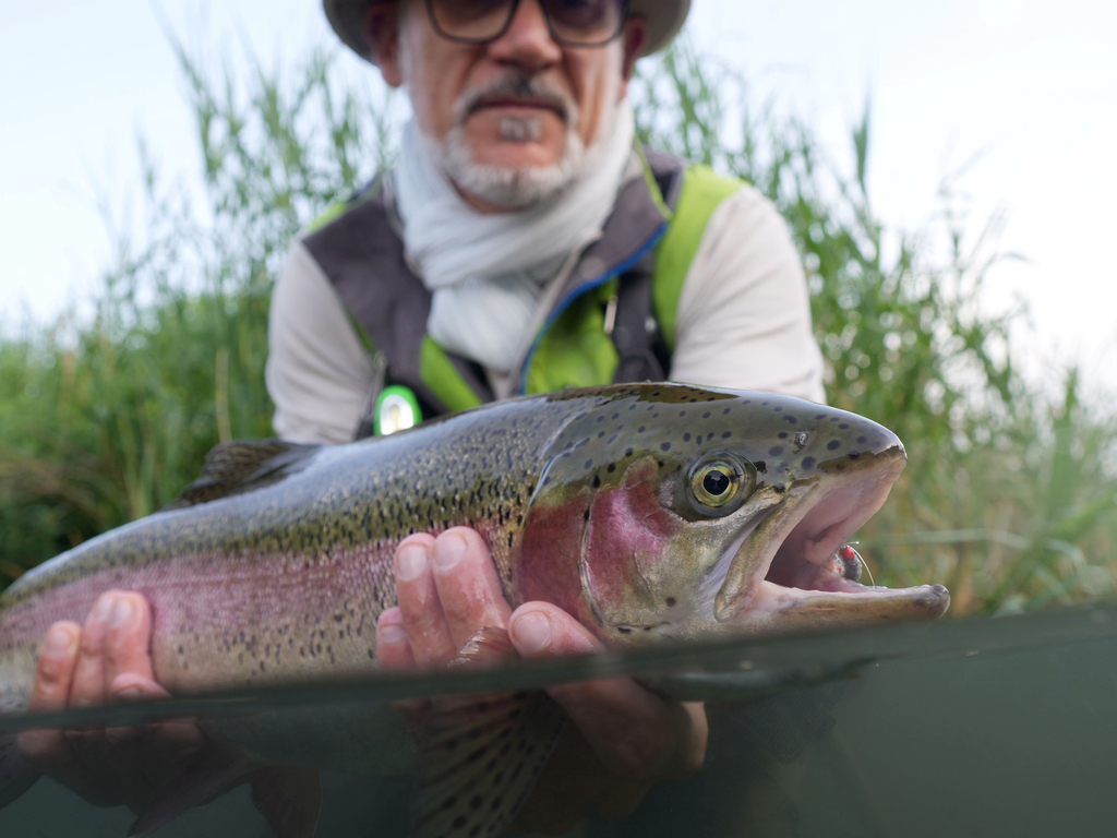 Idaho Trout Limit