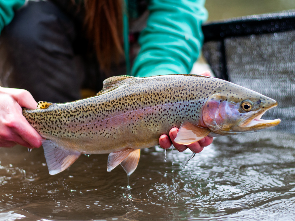 The Ultimate Guide to Trout Fishing in Oklahoma