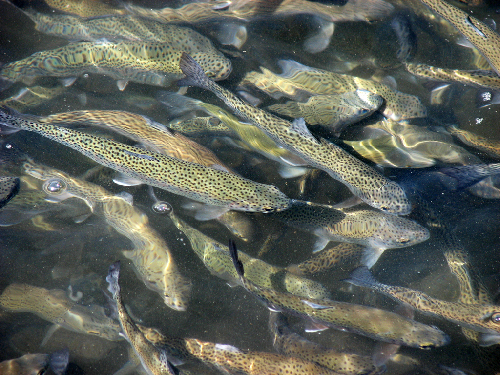 Trout Limit in Tennessee