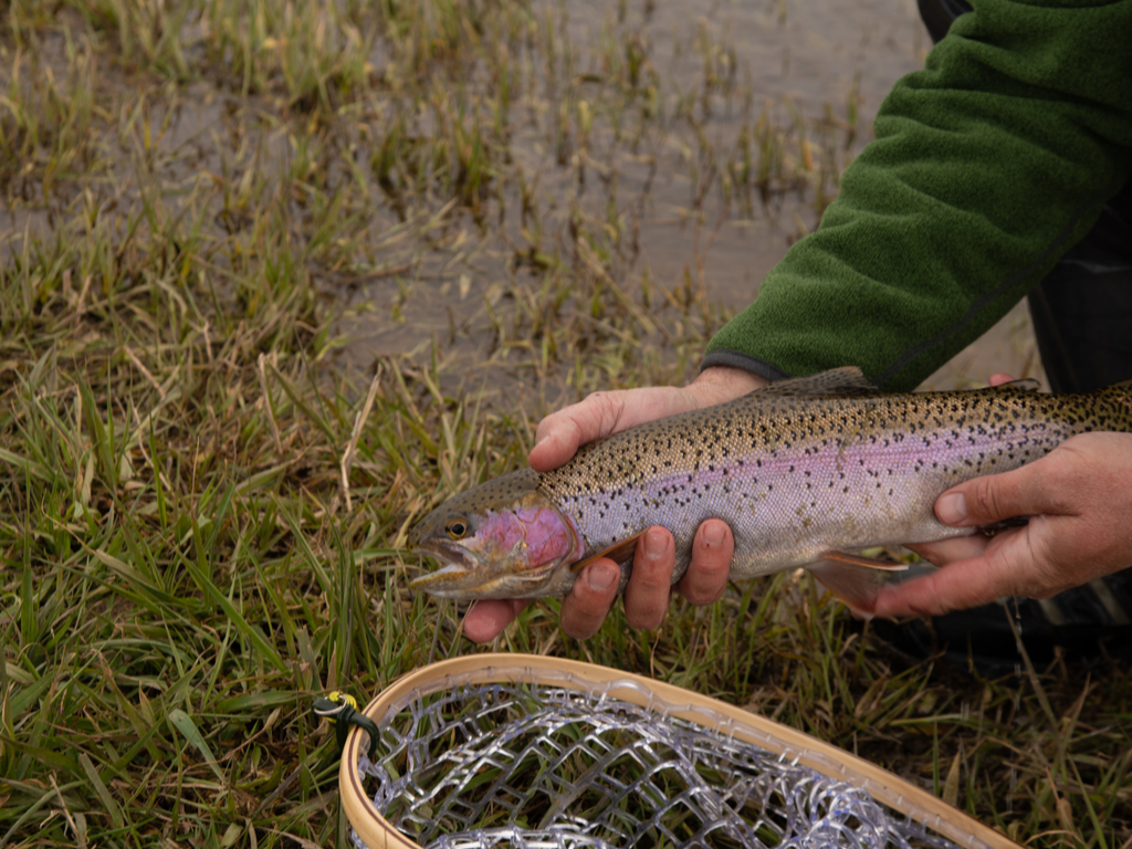 Trout Limit in Missouri