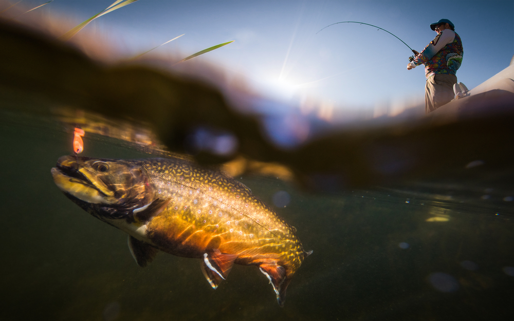 Trout Fishing in California