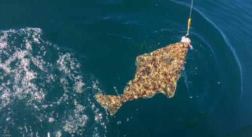 Sport Fishing in British Columbia Halibut