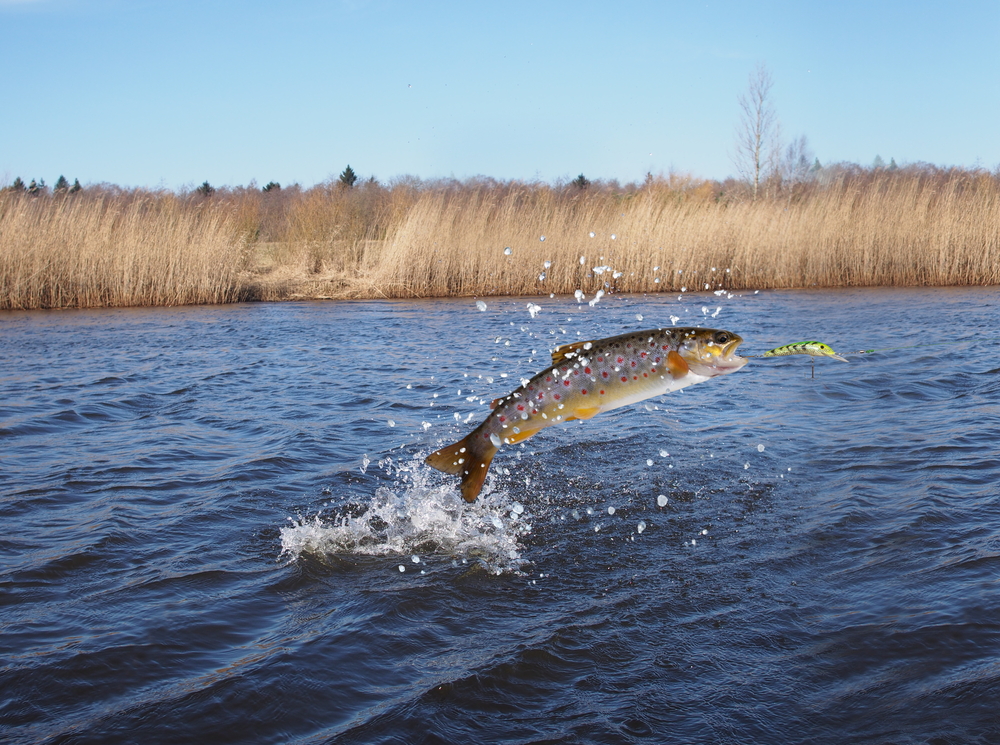 How to fish for trout in lakes