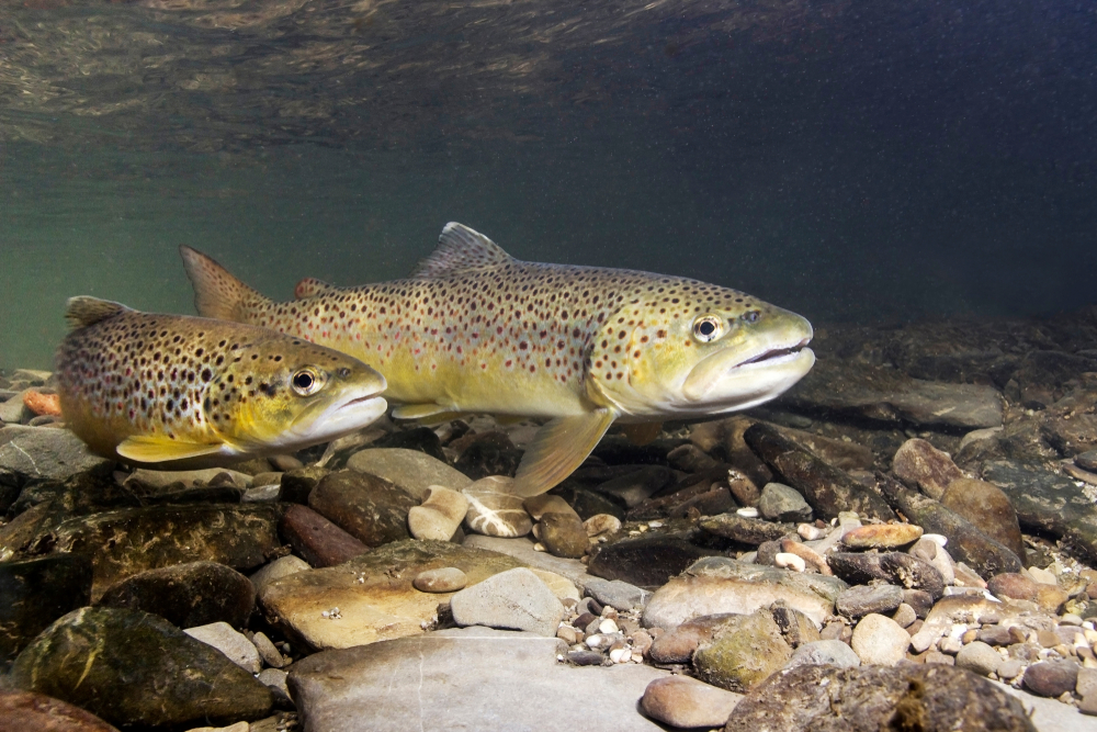 Lake Fishing for Trout