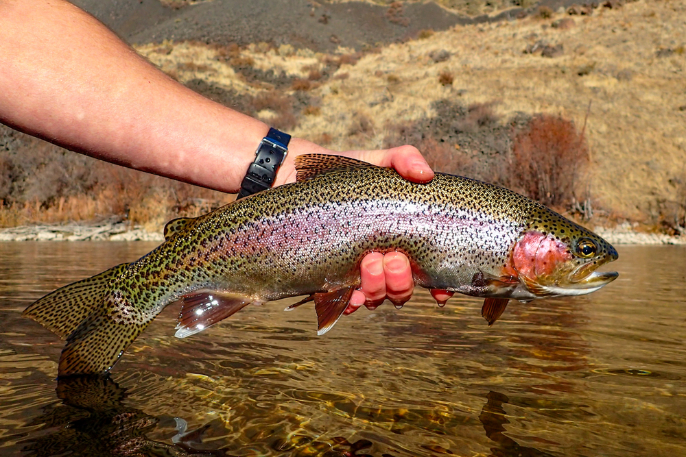 how to catch rainbow trout