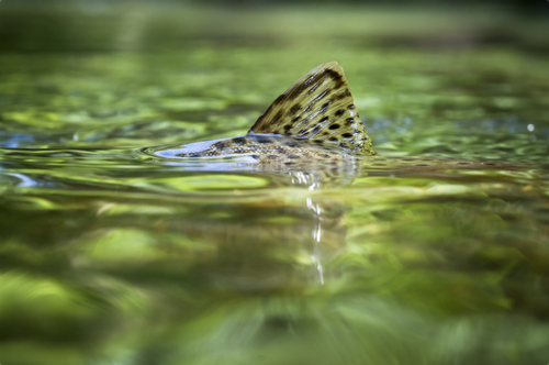 Tips on trout fishing