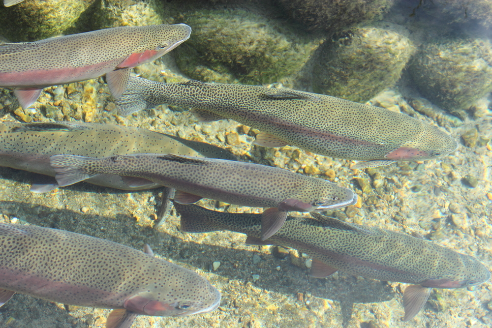 how to catch rainbow trout