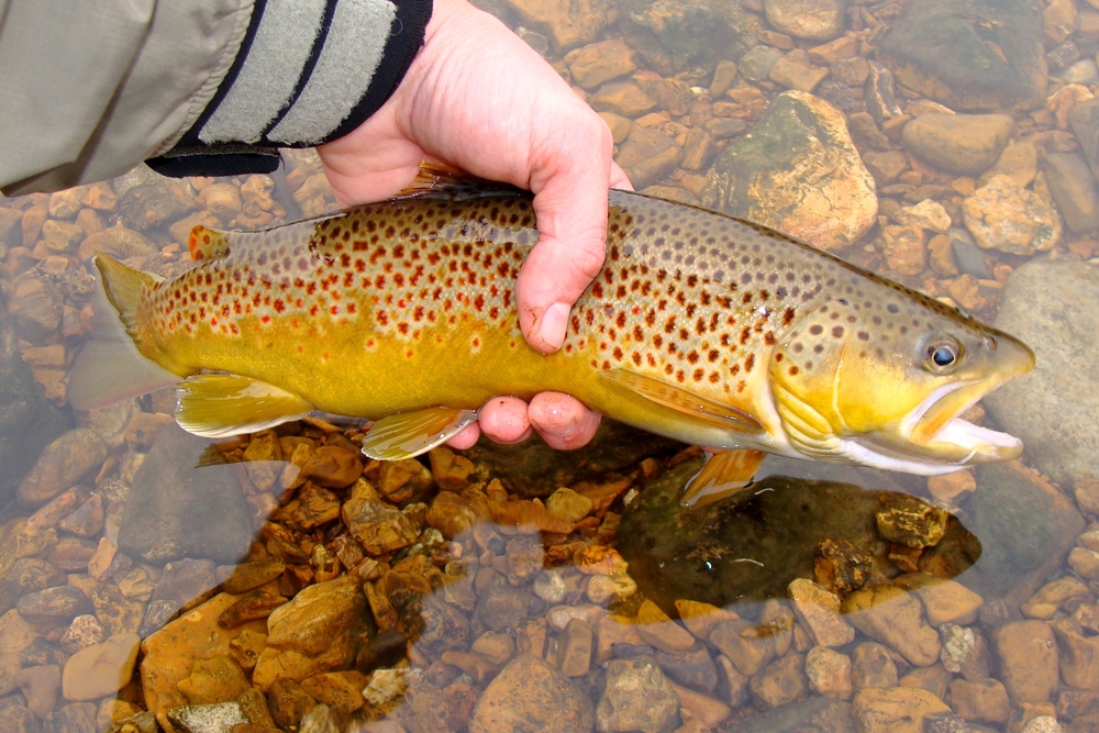 best trout fishing on the white river Arkansas