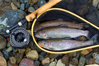 year-round trout fishing