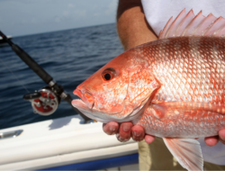 FL saltwater fishing license