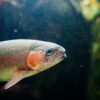 Rainbow Trout in Colorado