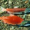 Kokanee Salmon in Colorado Spawning