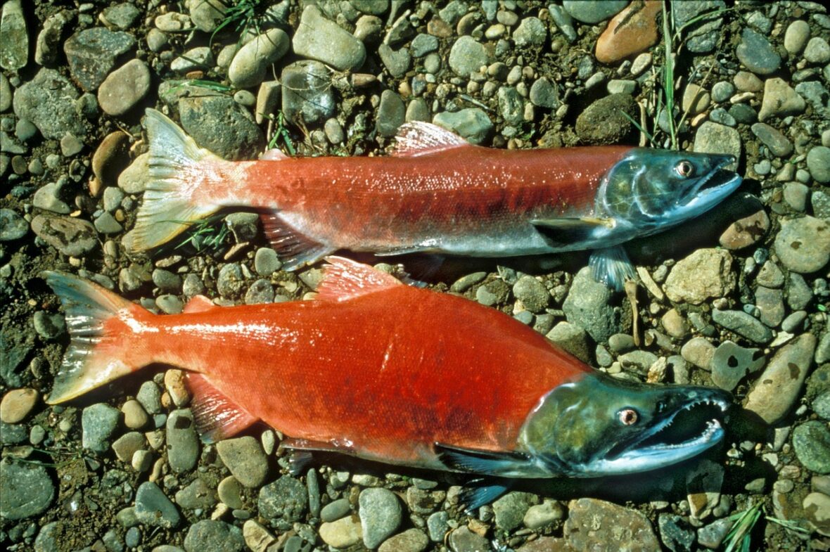 Kokanee Salmon in Colorado Spawning