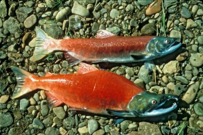 Kokanee Salmon in Colorado Spawning